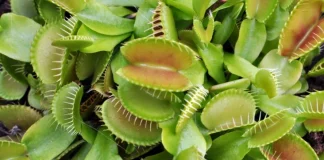 7 plante carnivore: caracteristici, tipuri și îngrijire