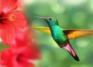 9 mesaje spirituale pe care păsările colibri încearcă să ți le transmită