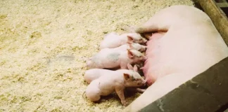 Animale omnivore: ce sunt, caracteristici și exemple