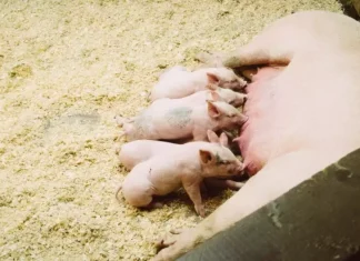 Animale omnivore: ce sunt, caracteristici și exemple