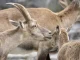 Capre și dragoste: cum să CUCERȚI un bărbat Capricorn?