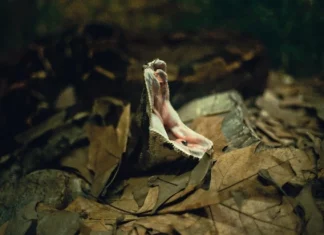 Cei 13 cei mai veninoși șerpi (tot în Spania)