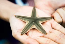 Cele 11 caracteristici ale ființelor vii pe care toate le împărtășesc