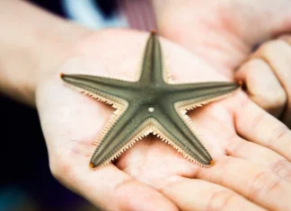 Cele 11 caracteristici ale ființelor vii pe care toate le împărtășesc