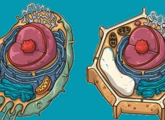 Cele 8 diferențe dintre celulele animale și cele vegetale