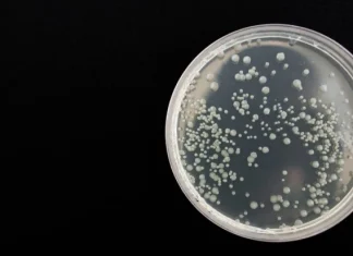 Cele 9 părți ale celulei (eucariote sau procariote)