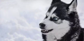 Cele mai periculoase 15 animale din lume