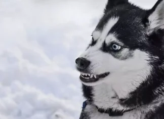 Cele mai periculoase 15 animale din lume
