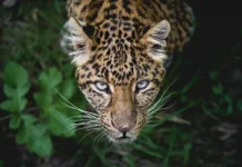 Cele mai rapide 25 de animale de pe uscat, pe mare și pe aer