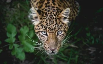 Cele mai rapide 25 de animale de pe uscat, pe mare și pe aer