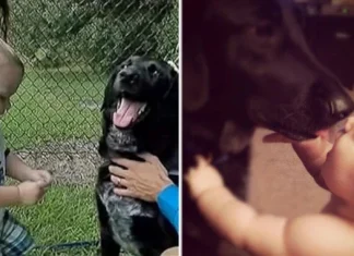 Câine se confruntă cu babysitter. Știam că îl maltrata