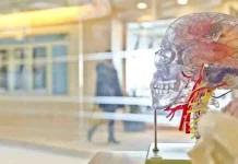 Câți ani are cariera 【Medicina】 în fiecare țară?