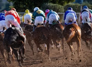 Curse de cai: unde să urmărești, cum să pariezi și reguli