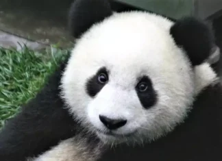 Descoperă 30 de animale pe cale de dispariție pe care ar trebui să le cunoști cât mai curând posibil