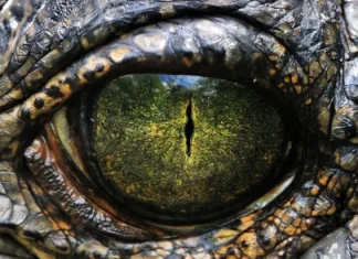 Descoperiți numele a 10 tipuri de dinozauri care au umblat pe Pământ