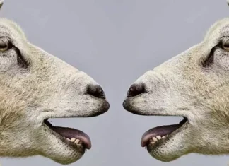 ⇨ 20 de subiecte de expus și de dezbătut 【în clasă sau cu prietenii】