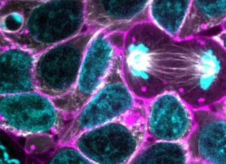 Metabolismul celular: ce este, cum funcționează și tipuri