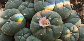 Peyote: ce este această plantă și cele 4 efecte ale ei