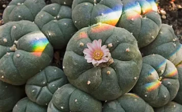 Peyote: ce este această plantă și cele 4 efecte ale ei