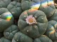 Peyote: ce este această plantă și cele 4 efecte ale ei