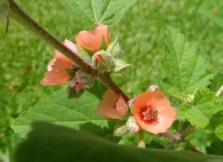 Plantă de marshmallow: proprietăți și efecte vindecătoare