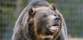 Barbat atacat de urs grizzly „agresiv” in padurea nationala Shoshone din Wyoming