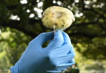 Trei persoane au murit din cauza unor ciuperci otravitoare