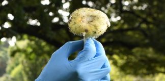 Trei persoane au murit din cauza unor ciuperci otravitoare